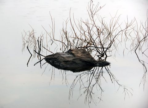 Picture of a rock and branches refelcting in water