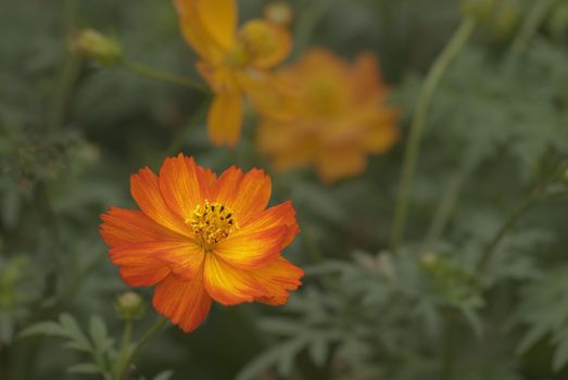 This are a beautiful orange flowers. Take these picture in Taiwan.