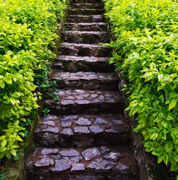 Stone stairs with green bush
