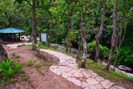 Stone walkway in forest