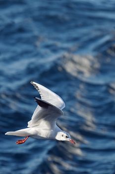 Flying seagull on a waving blue sea