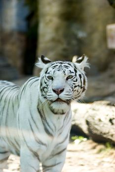 Portrait of White Tiger standing looking away