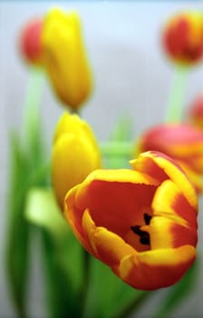Tulip soft background in red - yellow colors