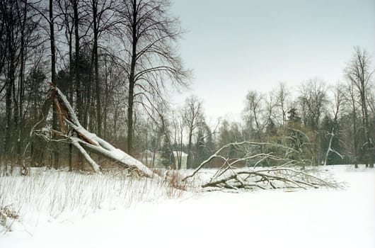 Broken tree in winter park