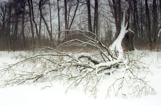 Broken tree under snow in winter park 