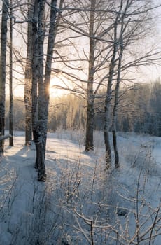 January day in the snow forest 