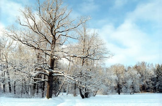Oak tree in snow winter park 