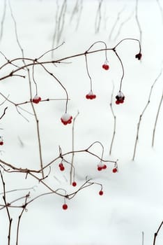 Red berries in the winter tree 