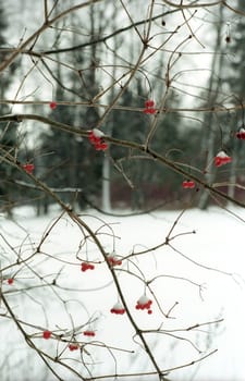 Red berries on winter forest background  