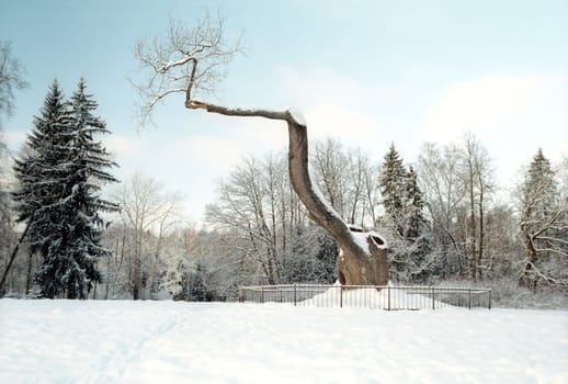 Very old oak tree in winter park