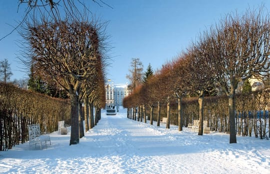 Lines of winter trees in the park