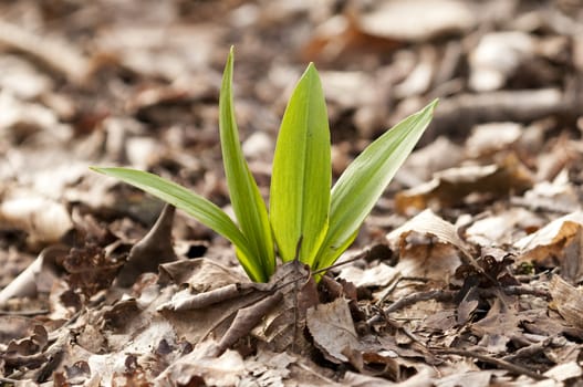 Closeup of a young plant growing out of a bed of dead leaves