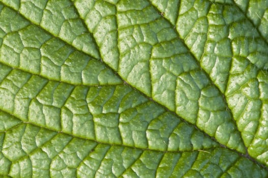 Closeup of a green leaf