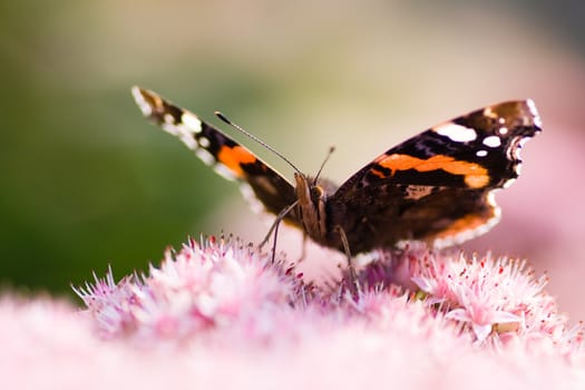Red admiral on sedum flowers in close view