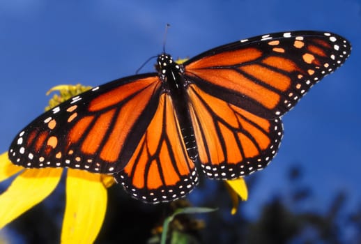 Monarch Butterfly (Danaus plexippus) at Deer Run Forest Preserve in northern Illinois.