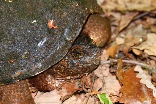 A Snapping Turtle (Chelydra serpentina) at Monte Sano State Park northern Alabama.