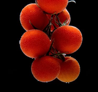 Branch of tomatoes cherry with air vials on a black background