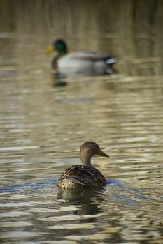 Two mallard ducks into a lake. 