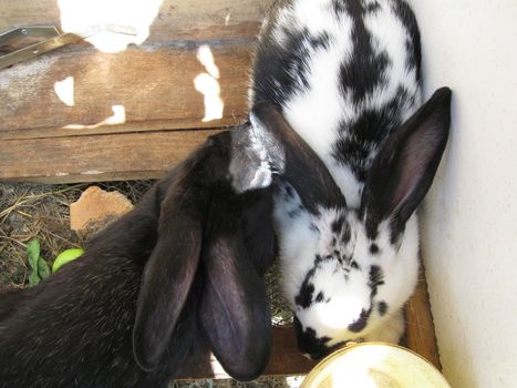 Fluffy rabbit with the big ears.