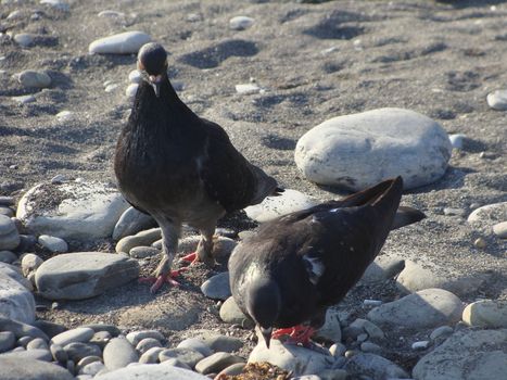 Walking pigeons try to find some food