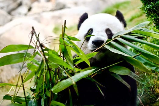 A giant panda is eating bamboo