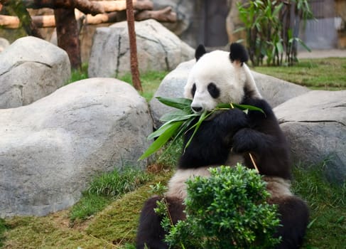 A giant panda sits on grassland eating bamboo