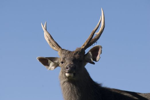 Sambar deer is a very interesting look at the camera eyes, like make fun of human.