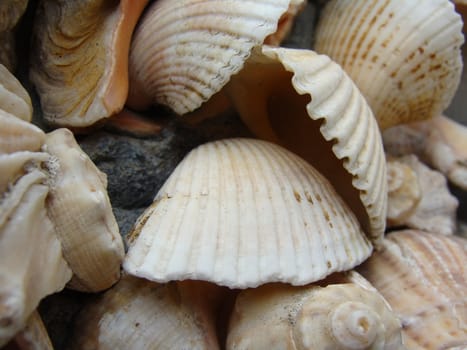 Various shells are depicted on a white background