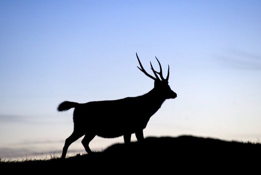 Sambar's silhouette standing on a small hill, it is slow and confident moving.