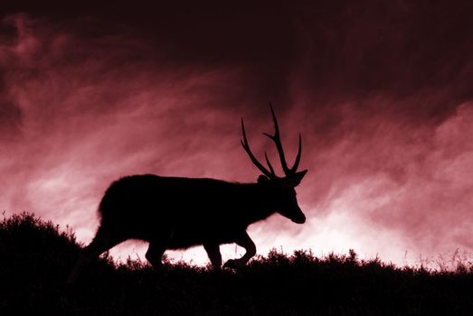Sambar's silhouette standing on a small hill, it is slow and confident moving.