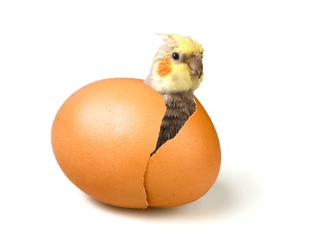 A cute baby parrot is coming out of an eggshell (with clipping path)