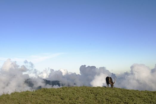 Beautiful lawn and clouds, which is a sambar grazing.
This photo is in Taiwan National Park by shooting.