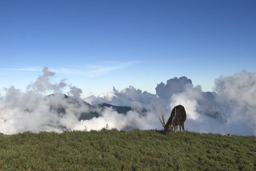 Beautiful lawn and clouds, which is a sambar grazing.
This photo is in Taiwan National Park by shooting.