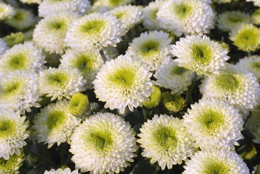 A group of chrysanthemum flowers that take photo in Taiwan.