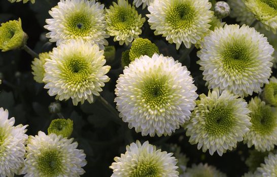 A group of chrysanthemum flowers that take photo in Taiwan.