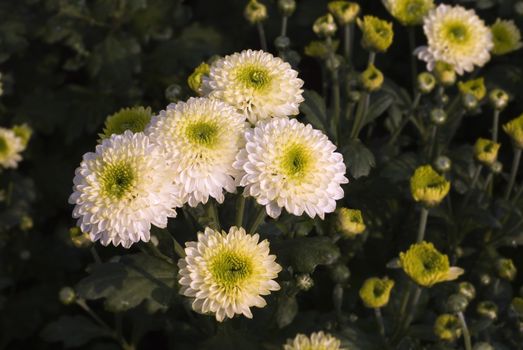 A group of chrysanthemum flowers that take photo in Taiwan.