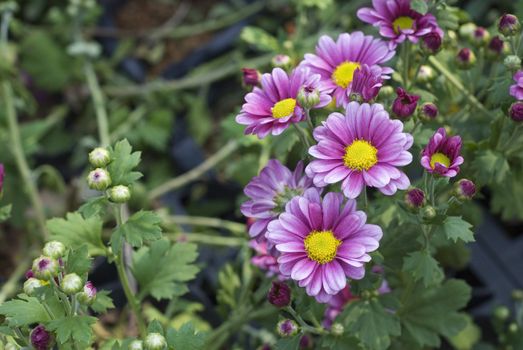 Very deeply colorful chrysanthemum are cute and lovely and taken this in Taiwan Flower show.