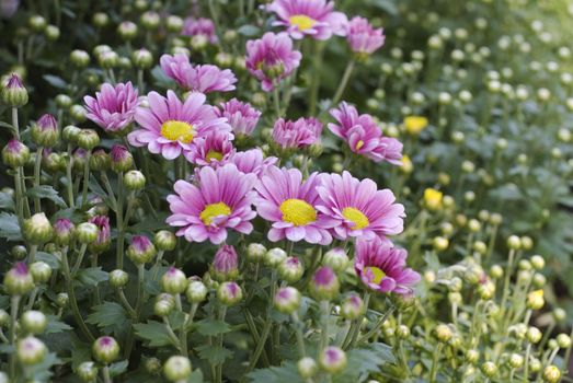 Very deeply colorful chrysanthemum are cute and lovely and taken this in Taiwan Flower show.