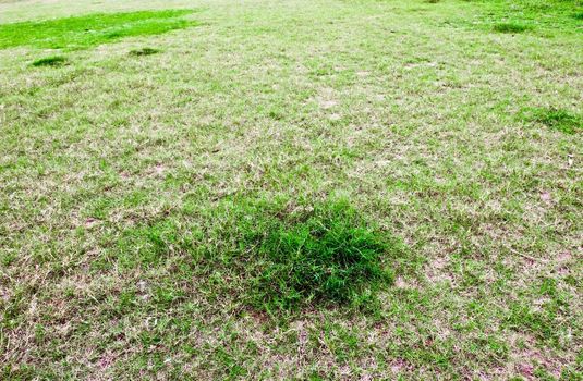 A view of grassland with some withered grasses