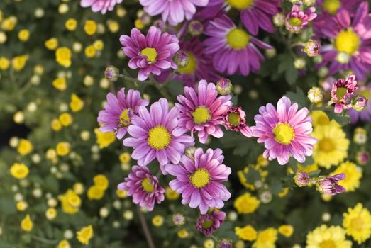 Very deeply colorful chrysanthemum are cute and lovely and taken this in Taiwan Flower show. And the background yellow are beautiful.