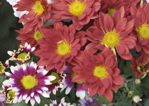 These red chrysanthemum red like fire and those purple and white flower are lovely and cute.