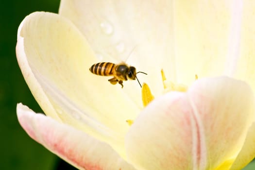 A Bee is flying and collecting pollen