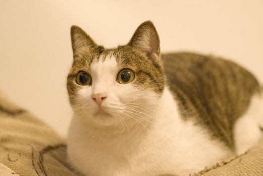 This beautiful cat sit on a coach and looking something.