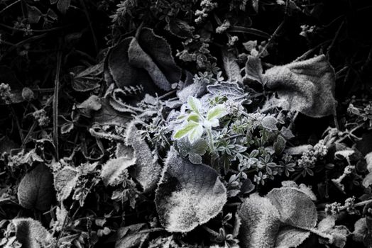 In the dust a small new green life stand up, over ice and against cold, that's why life so beautiful!