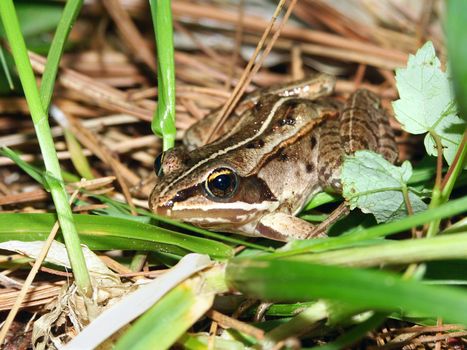 A Wood Frog (Rana sylvatica) in the northwoods of Wisconsin.
