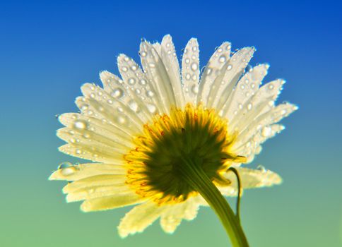 Fresh dew wild daisy closeup under the blue sky