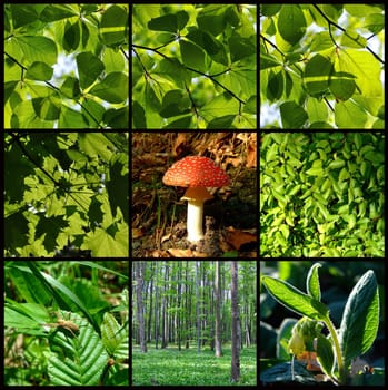 Springtime and summer forest details with mushroom