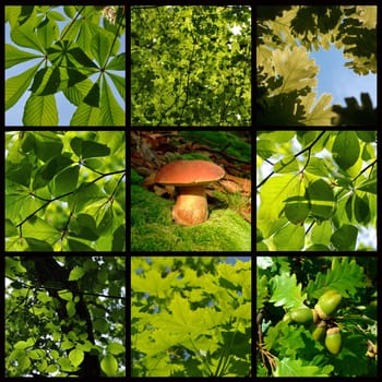 Springtime and summer forest details with mushroom