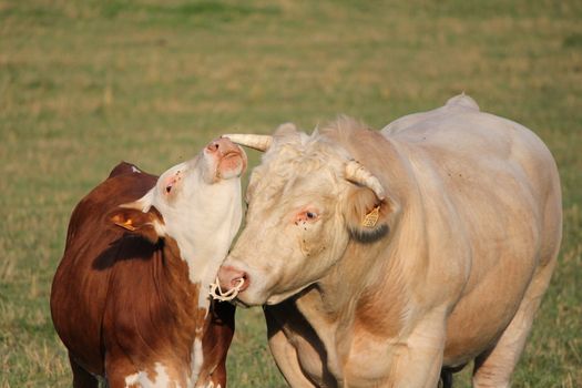 cow and one calf