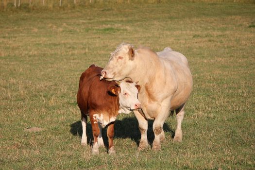 cow and calf